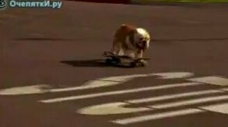 Бульдог скейтер - смотреть видео (0:40)