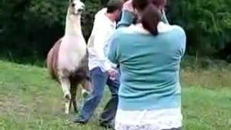 Лама охотится за парнем - смотреть видео (0:50)