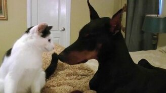 Котёнок и доберман - смотреть видео (1:23)