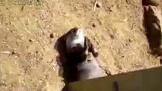 Игривый зверёк - смотреть видео (1:11)