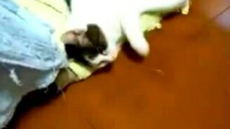 Котяка-убегака - смотреть видео (0:23)