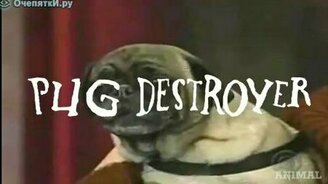 Хард-кор от мопсов - смотреть видео (1:10)