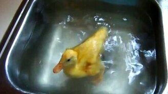 Утёнок купается в раковине - смотреть видео (1:21)
