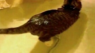 Кошка плавает в ванной - смотреть видео (1:12)