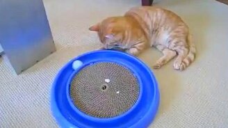 Идеальная игрушка для домашнего кота - смотреть видео (2:01)