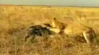 Кабан против львицы - смотреть видео (0:35)