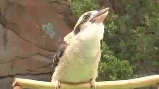 Птица-говорун - смотреть видео (0:40)