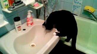 Котяра освежается - смотреть видео (0:45)