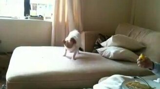 Собака и лимон - смотреть видео (0:52)