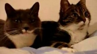 Коты разговаривают - смотреть видео (0:56)