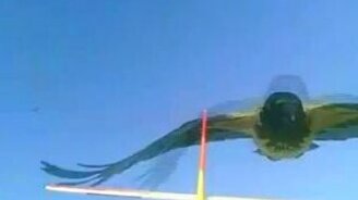 Ворона против самолёта - смотреть видео (2:40)