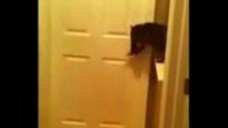 Гостеприимный кот - смотреть видео (0:22)