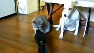 Животные кормят друг друга - смотреть видео (4:31)