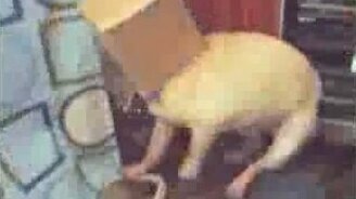 Собаки и коробки - смотреть видео (0:53)