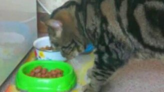 Первая проба ужина - смотреть видео (0:23)