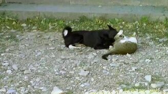 Дружба кошки с собакой - смотреть видео (0:36)