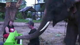 Слон играет на пианино - смотреть видео (1:46)