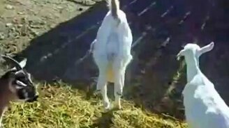 Коза-акробат - смотреть видео (1:23)