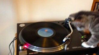 Котёнок на виниле - смотреть видео (0:52)