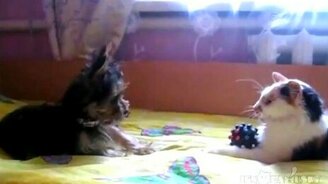 Псинка против котяры - смотреть видео (0:56)