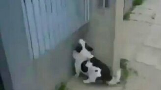 Пёс паркурщик - смотреть видео (0:19)