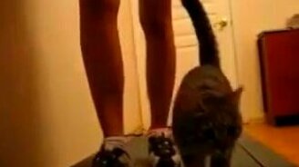 Кошка на беговой дорожке с хозяйкой - смотреть видео (1:17)