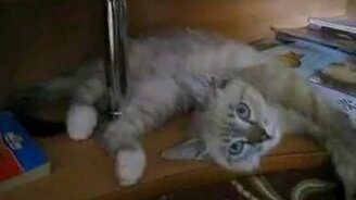 Реакция мужика на кота - смотреть видео (0:38)