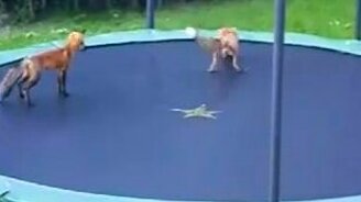 Лисицы на батуте - смотреть видео (1:00)