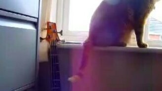 Аккорд хвостом - смотреть видео (0:16)