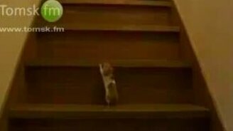 Хомяк на лестнице - смотреть видео (1:08)