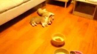 Щенки спешат на зов - смотреть видео (0:23)