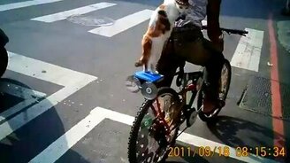 Кошак на велосипеде - смотреть видео (0:30)