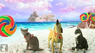 California Girls в собачьем исполнении - смотреть видео (2:58)