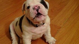 Щенок - будущий сторож - смотреть видео (1:18)