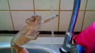 Хамелеон умывается - смотреть видео (0:30)