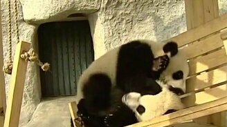 Панды резвятся - смотреть видео (1:27)