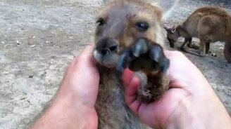 Массаж для маленького кенгуру - смотреть видео (0:46)