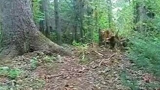 Дышащее дерево - смотреть видео (0:43)