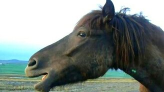 Конь пробует на вкус зеркало - смотреть видео (0:14)