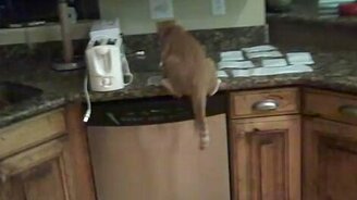Как выгнать кота с кухни - смотреть видео (0:17)