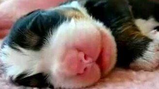 Вкусный сон щенка - смотреть видео (0:35)