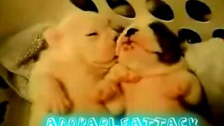 Спящие щенки - смотреть видео (1:39)