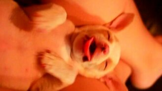 Сны маленького щенка - смотреть видео (0:44)