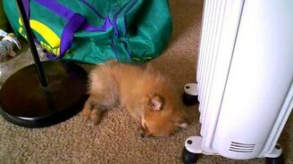 Счастливый сон щенка - смотреть видео (0:53)