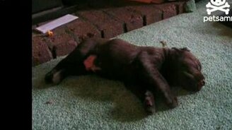 Щенок удирает во сне - смотреть видео (0:32)