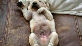 Самый милый спящий щенок - смотреть видео (1:14)