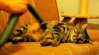 Странный кот и пылесос - смотреть видео (2:59)