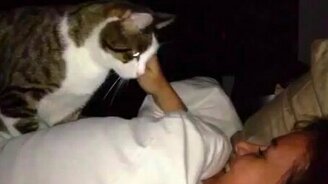 Хозяйка, вставай! - смотреть видео (0:48)