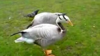 Танцующая утка - смотреть видео (0:20)