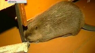 Домашний бобер Сёма - смотреть видео (1:54)